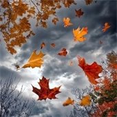 Leaves Falling