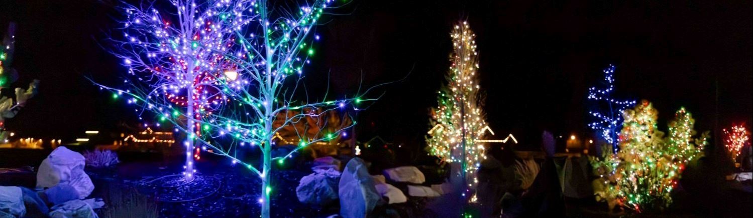 Trees decorated in festive lights